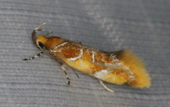 Epicallima argenticinctella