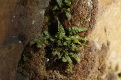 Asplenium pinnatifidum