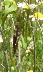 Bromus madritensis