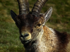Capra pyrenaica
