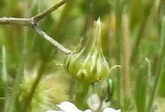 Crepis albida