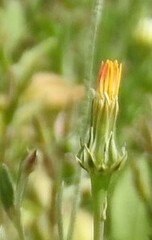 Crepis albida