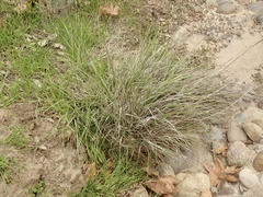 Muhlenbergia rigens