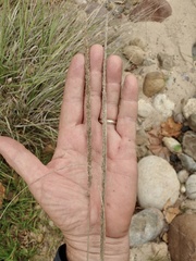 Muhlenbergia rigens