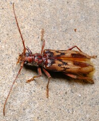 Phoracantha semipunctata