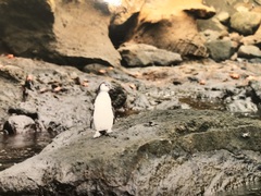 Spheniscus mendiculus