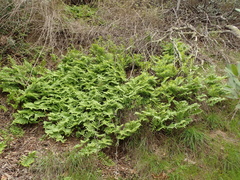Polypodium californicum