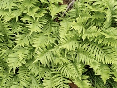 Polypodium californicum