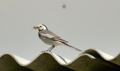 Motacilla alba baicalensis