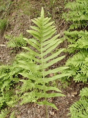 Polypodium californicum
