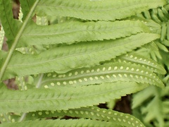 Polypodium californicum