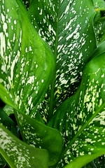 Dieffenbachia