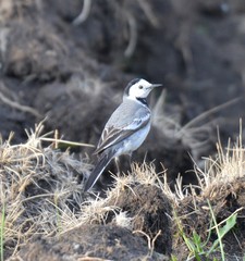 Motacilla alba baicalensis