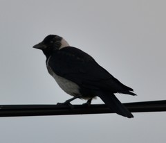 Corvus dauuricus