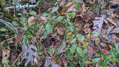 Vaccinium elliottii