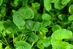 Centella asiatica