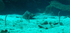 Heteroconger hassi