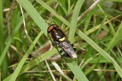 Odontomyia hunteri