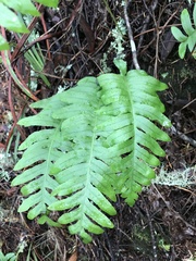 Polypodium calirhiza