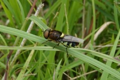 Odontomyia hunteri