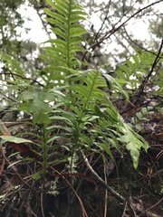 Polypodium calirhiza