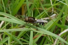 Odontomyia hunteri