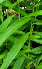 Zingiber officinale