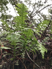 Polypodium calirhiza