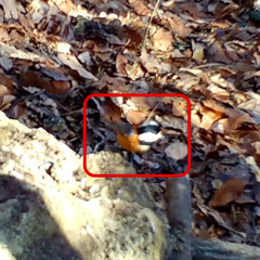 Sittiparus varius varius