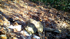 Sittiparus varius varius