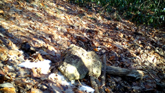 Sittiparus varius varius