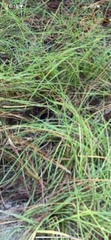Sporobolus pumilus
