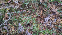 Vaccinium elliottii