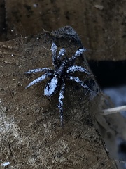 Herpyllus ecclesiasticus