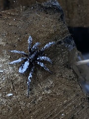 Herpyllus ecclesiasticus