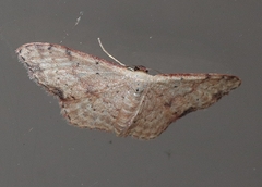 Idaea halmaea