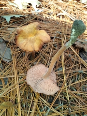 Laccaria trichodermophora