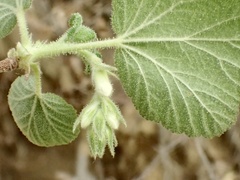Ribes indecorum
