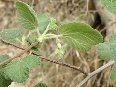Ribes indecorum