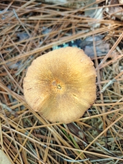 Laccaria trichodermophora