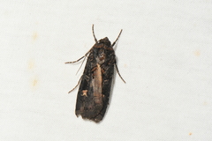 Actebia fennica
