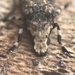 Euparius marmoreus