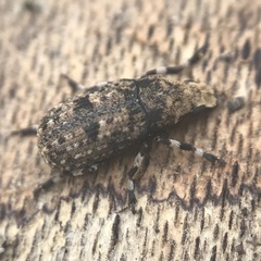 Euparius marmoreus