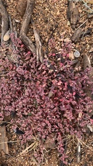 Euphorbia melanadenia