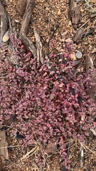 Euphorbia melanadenia