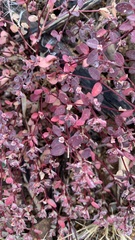 Euphorbia melanadenia