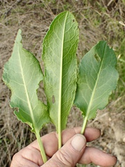 Rumex crispus