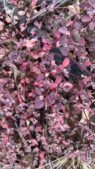 Euphorbia melanadenia