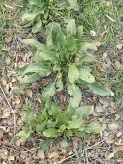 Rumex crispus