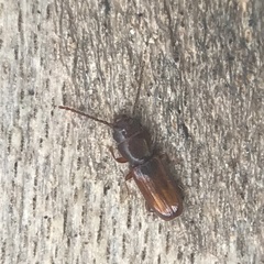 Laemophloeidae